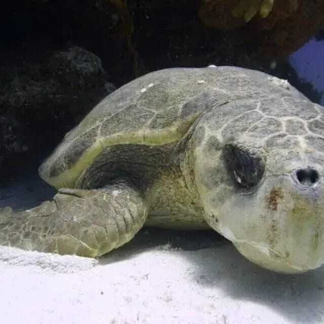 Scuba Cozumel: Experience from Boat, for Certified Divers - What’s Included and What’s Not?