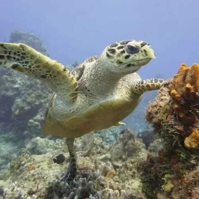 Scuba Cozumel: Experience from Boat, for Certified Divers - Why Choose This Tour?