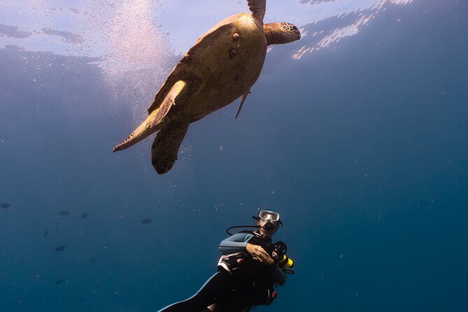 Scuba Dive at Electric Beach - The Sum Up