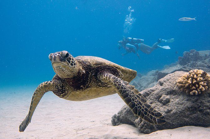 Scuba Dive at Electric Beach - Final Thoughts