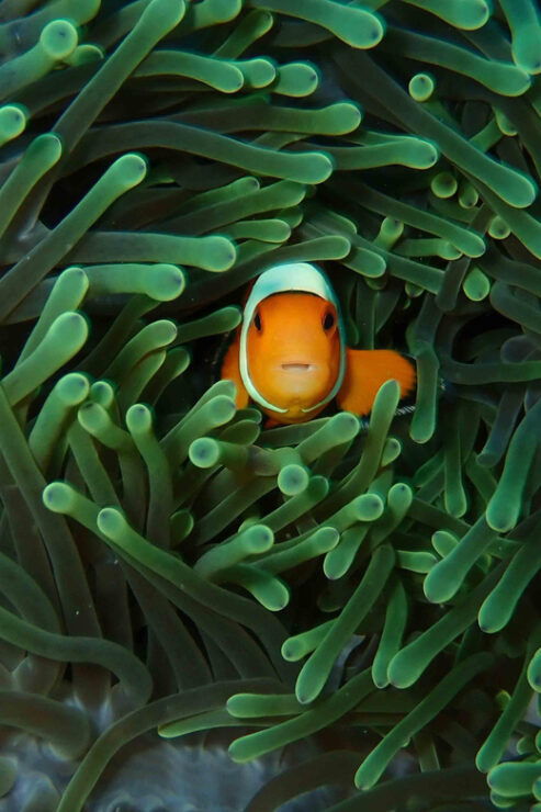 Scuba Dive Daytrip to Padangbai From South Bali 3 Dives - Key Points