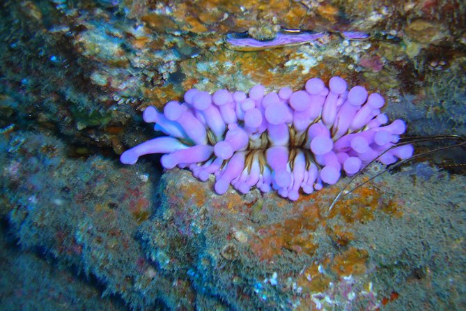 Scuba Dive for Beginners in a Turtle Area in Costa Adeje - Diving Experience and Marine Life