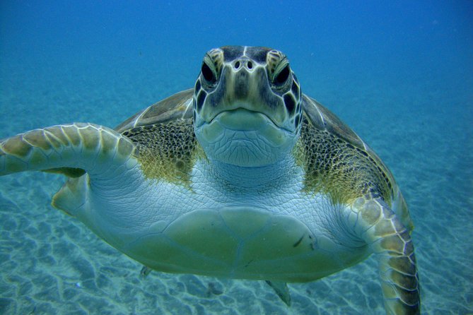Scuba Dive for Beginners in a Turtle Area in Costa Adeje - Missing Training and Sea Life