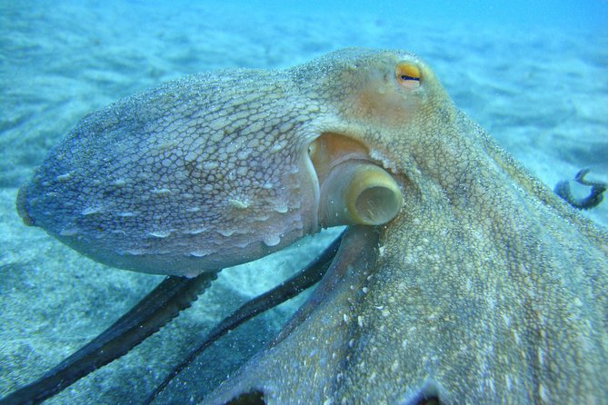 Scuba Dive for Beginners in a Turtle Area in Costa Adeje - Common Questions