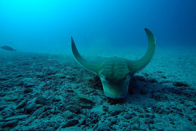 Scuba Dive for Beginners in a Turtle Area in Costa Adeje - The Sum Up