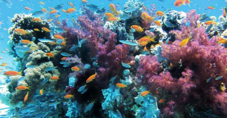Scuba Dive in Big Wall (Vietnam) - Unique Dive Experience