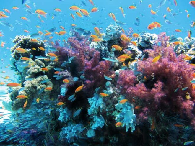 Scuba Dive in Big Wall (Vietnam) - Dive Site Highlights