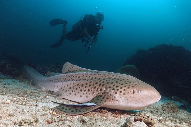 Scuba Dive in Koh Lanta, Thailand - Dive Sites and Marine Life
