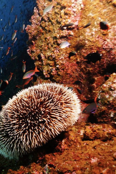 Scuba Dive in Madonna Rock, Nha Trang - What to Prepare and Bring