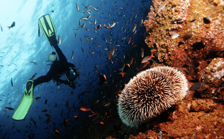 Scuba Dive in Nudibranch Gardens, Phu Quoc - Good To Know