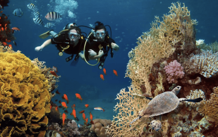 Scuba Dive in Nudibranch Gardens, Phu Quoc - Unique Marine Life
