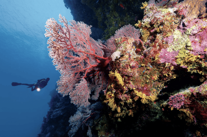 Scuba Dive in Nudibranch Gardens, Phu Quoc - Safety and Health Guidelines