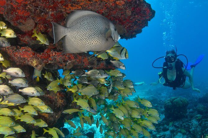 Scuba Dive in the best reefs in the Riviera Maya 2 tanks - Good To Know