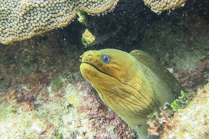 Scuba Dive in the best reefs in the Riviera Maya 2 tanks - The Experience in Detail