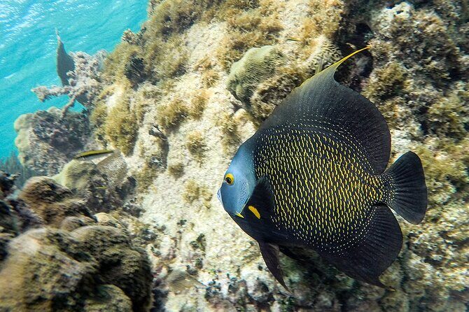 Scuba Dive in the best reefs in the Riviera Maya 2 tanks - Who Is This Tour Best For?