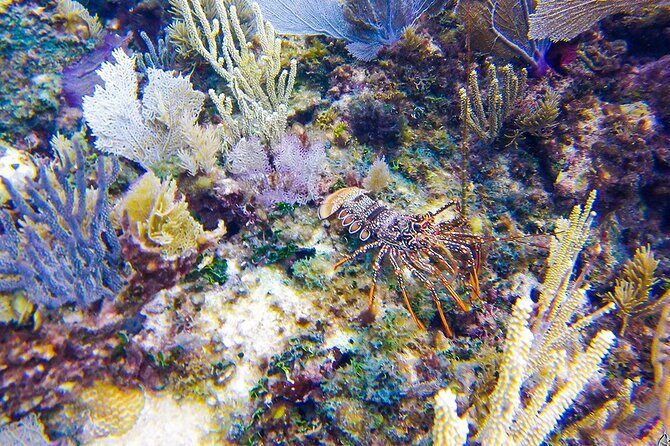 Scuba Dive in the best reefs in the Riviera Maya 2 tanks - FAQ