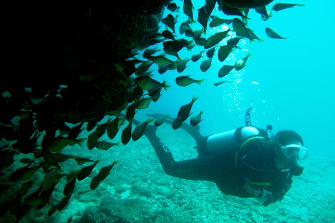 Scuba Dive Ningaloo Reef - Diverse Marine Life