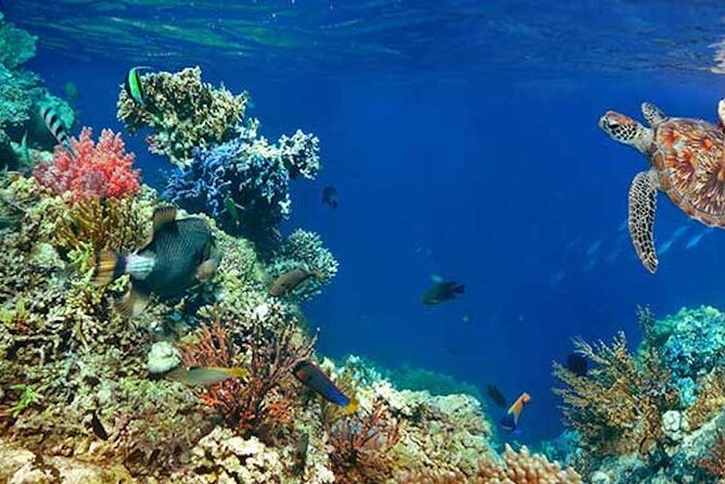 Scuba Dive Through Tulums Cenotes and Reefs - Emphasis on Safety and Comfort