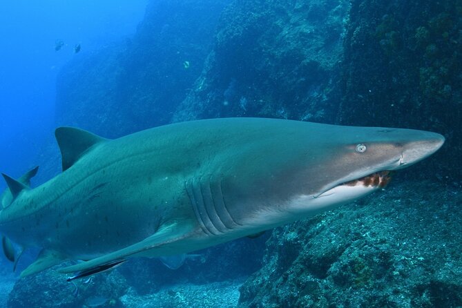 Scuba Dive With Grey Nurse Sharks in Bushrangers Bay - Date and Traveler Information