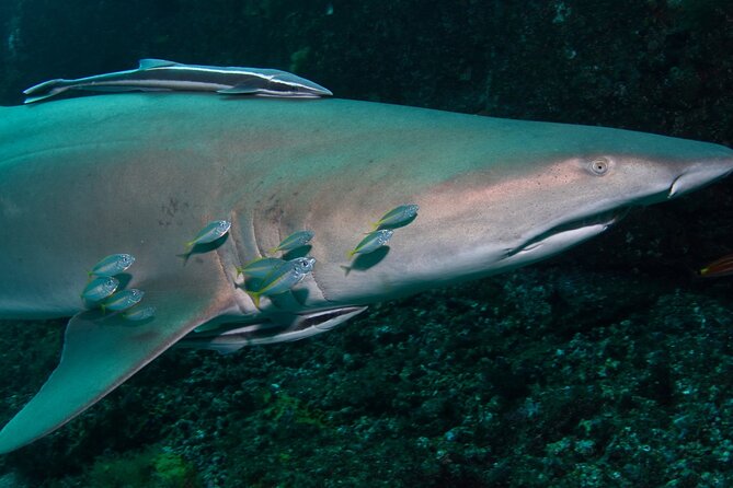 Scuba Dive With Grey Nurse Sharks in Bushrangers Bay - What To Expect