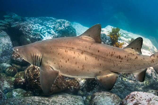 Scuba Dive With Grey Nurse Sharks in Bushrangers Bay - Cancellation Policy