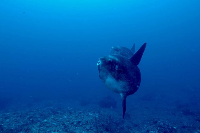 Scuba Dive With Manta Rays - Dive Site Overview
