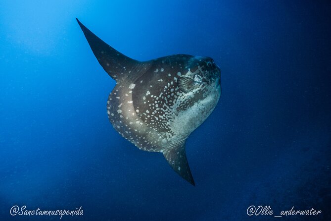 Scuba Dive With Manta Rays - Manta Ray Encounters