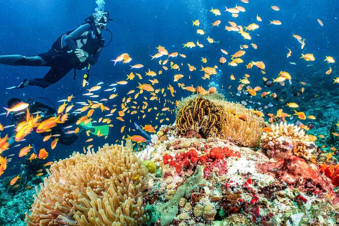 Scuba Dive With Sharing Transfers - Accessibility and Health Considerations