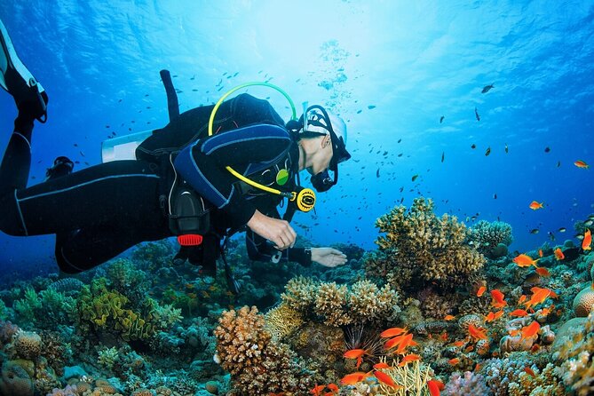Scuba Dive With Sharing Transfers - Pricing and Terms