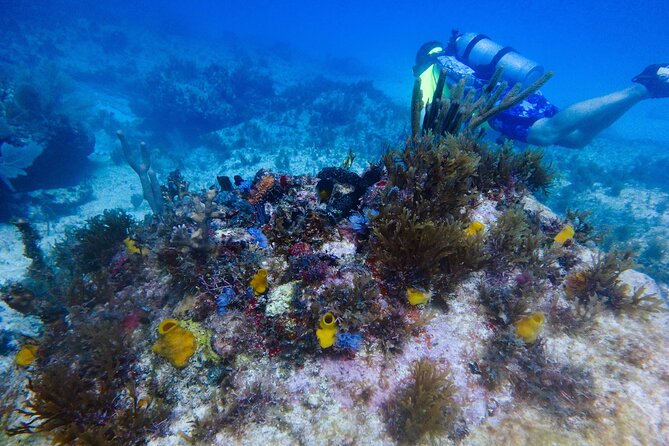 Scuba Diver Certification Course - Inclusions and Amenities