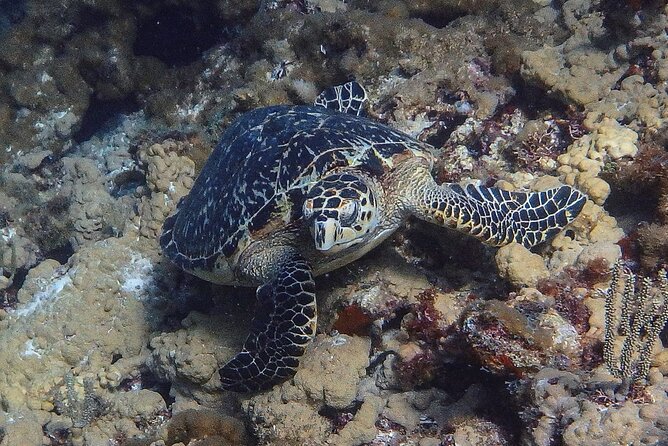Scuba Diver Certification Course - Participant Requirements