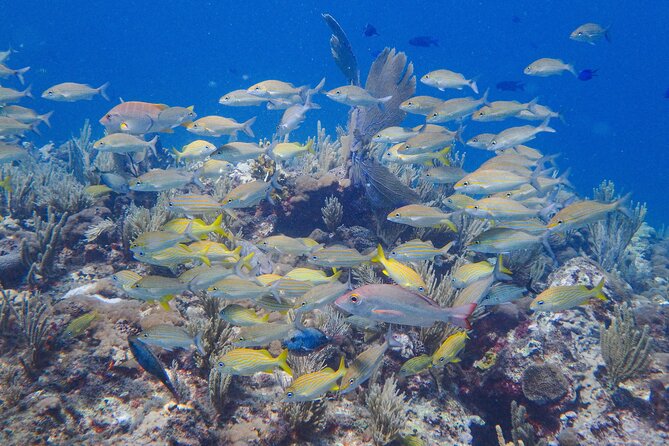 Scuba Diver Certification Course - Cancellation Policy