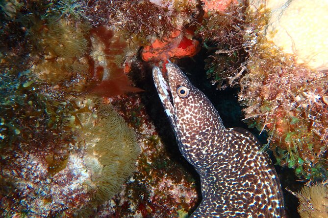 Scuba Diver Certification Course - Common Questions