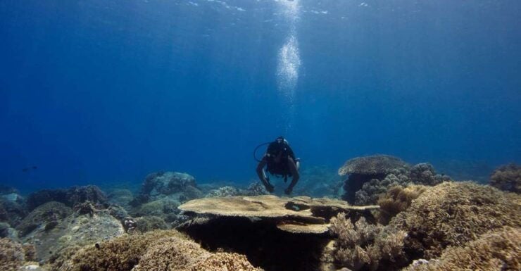 Scuba Diving 3 Islands Nha Trang Tour - Customer Experience and Feedback