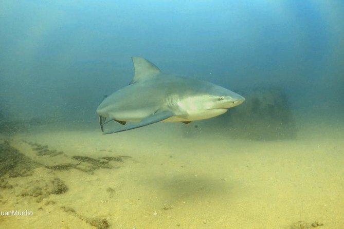 Scuba Diving adventure Cabo pulmo - The Logistics: What You Need to Know