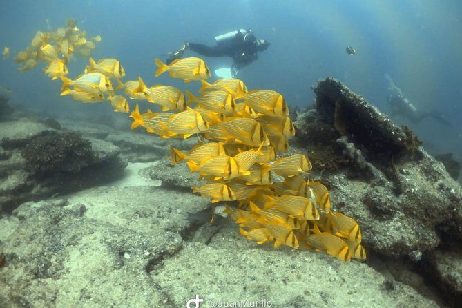 Scuba Diving adventure Cabo pulmo - Why This Tour Is Worth Considering