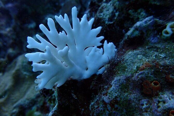 Scuba Diving and shopping on the Hipstrip. - What We Love About This Tour