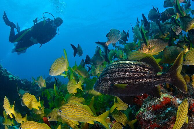 Scuba Diving around the Riviera Maya Reefs - Good To Know
