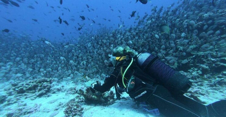 Scuba Diving at Dusk in Mirissa - Experience Night Diving in Mirissa