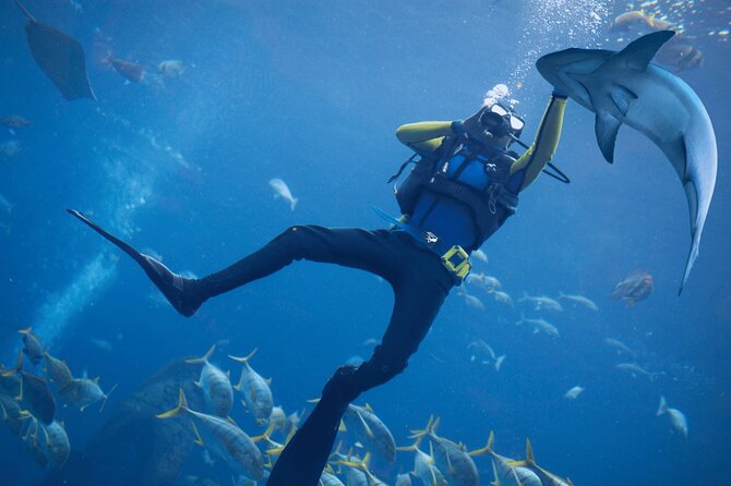 Scuba Diving at Jumeirah Dubai With Private Options - Overview and Included Features