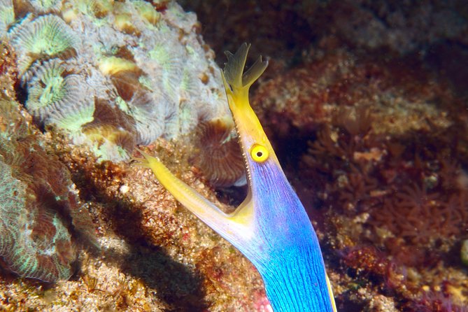 Scuba Diving at Padangbai: Shark Point and Blue Lagoon - Package Details and Inclusions