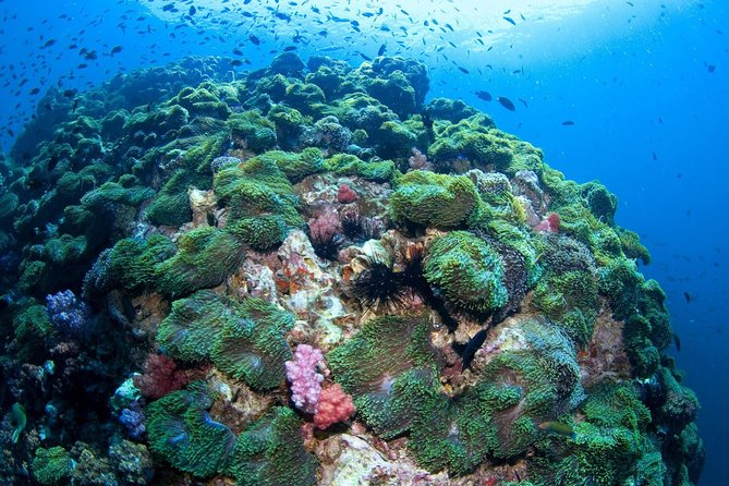 Scuba Diving at Phuket's Anemone Reef - Full-Day Tour With Professional Instructors