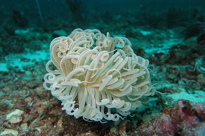Scuba Diving at Phuket's Anemone Reef - Highlights of Anemone Reef Diving Experience
