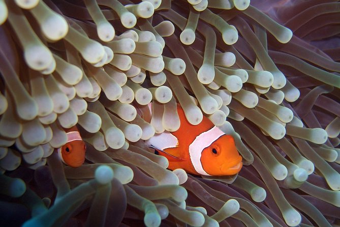 Scuba Diving at Phuket's Anemone Reef - Tips for a Successful Scuba Diving Trip