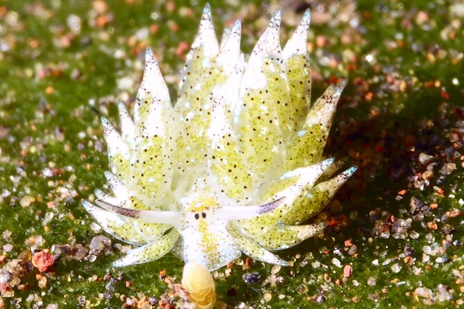 Scuba Diving at Tulamben Macro Dive Sites - Dive Sites Overview