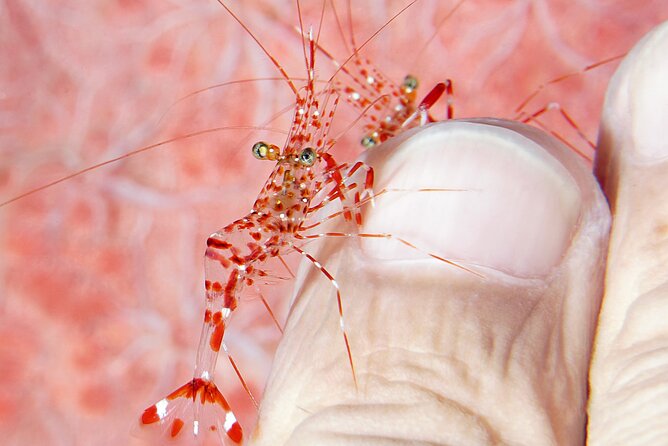 Scuba Diving at Tulamben Macro Dive Sites - Marine Life Highlights