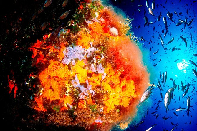Scuba Diving Baptism and Snorkeling in Ibiza - Snorkeling in Ibiza: A Beginners Guide