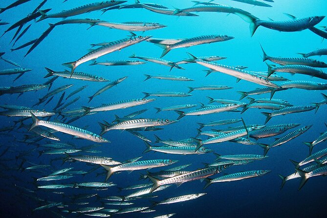 Scuba Diving Baptism and Snorkeling in Ibiza - Discovering Colorful Marine Life in Ibiza