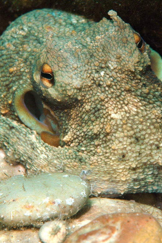 Scuba Diving Beginners/Experts Pefkos Lindos Rhodes Greece - Authentic Experiences: What Real Travelers Say