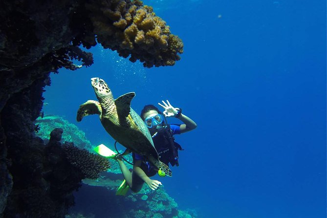 Scuba Diving Boat Trip 2 Stops Diving for Bigenners and Lunch – Marsa Alam - Lunch and Refreshments